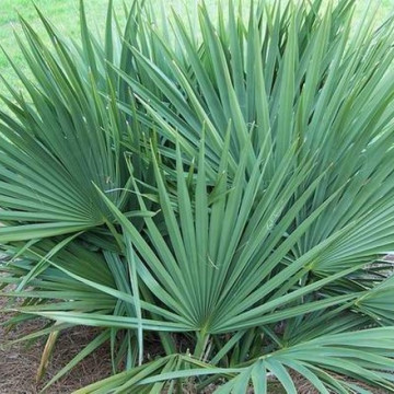 Palma sabalowa (Sabal minor) nasiona