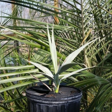 Palma pakistańska (Nannorrhops ritchieana) nasiona