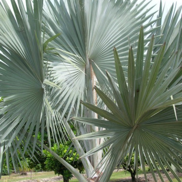 Palma Bismarcka (Bismarckia nobilis) nasiono
