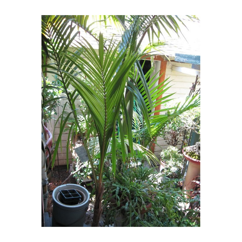 Palma królewska (Archontophoenix cunninghamiana) nasiona