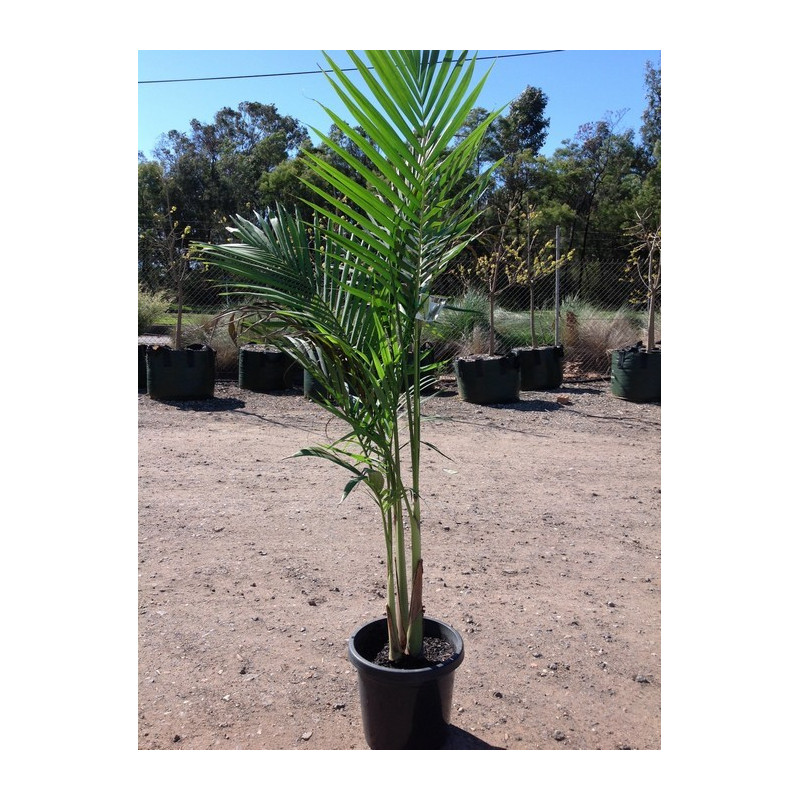 Palma królewska (Archontophoenix cunninghamiana) nasiona