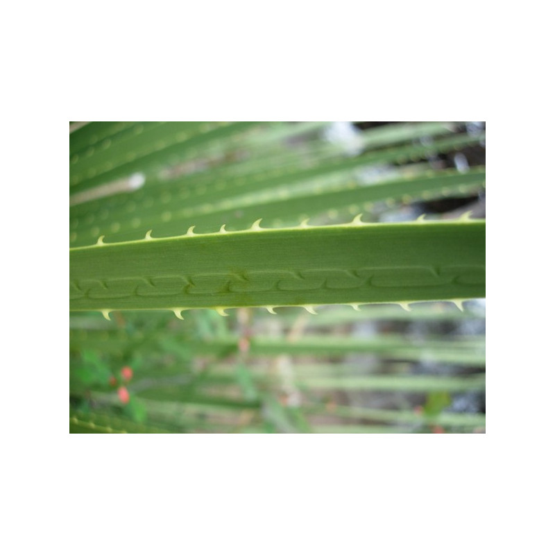 Sotol dasylirion (Dasylirion texanum) nasiona