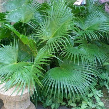 Liwistona okrągłolistna (Livistona rotundifolia) nasiona