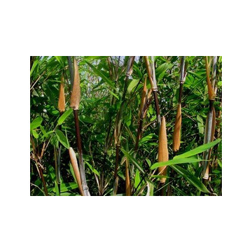 Bambus Viking (Fargesia nitida 'Viking') sadzonka