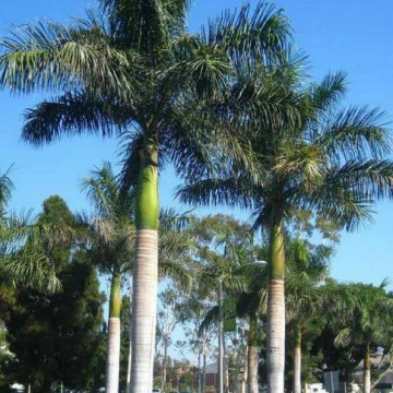 Kubańska palma królewska (Roystonea regia) nasiona