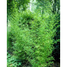 Bambus złocisty (Phyllostachys aurea) - zdjęcie poglądowe