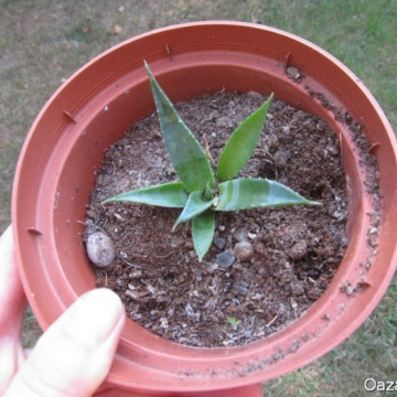 Agawa marmurowa (Agave marmorata) nasiona
