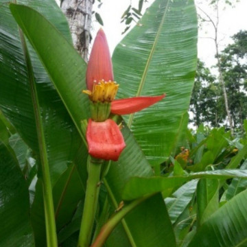 Pomarańczowy banan królewski (Musa ornata Ornata) nasiona