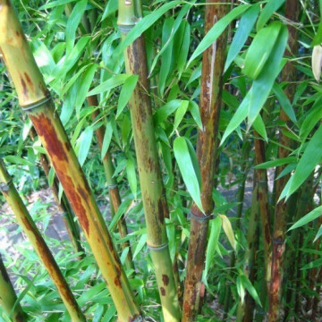 Bambus tygrysi (Phyllostachys nigra) 'Boryana' - zdjęcie poglądowe