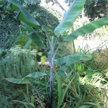 Fioletowy banan Cheesmana (Musa cheesmanii) nasiona