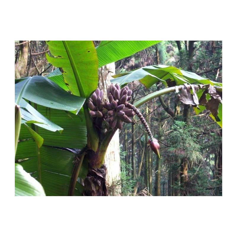 Niebieskie jadalne owoce - Banan himalajski (Musa itinerans 'Burmese Blue') nasiona