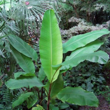 Karłowy banan indyjski (Musa mannii) nasiona