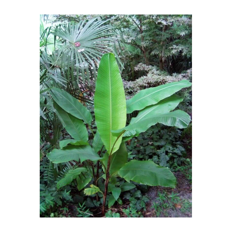Karłowy banan indyjski (Musa mannii) nasiona