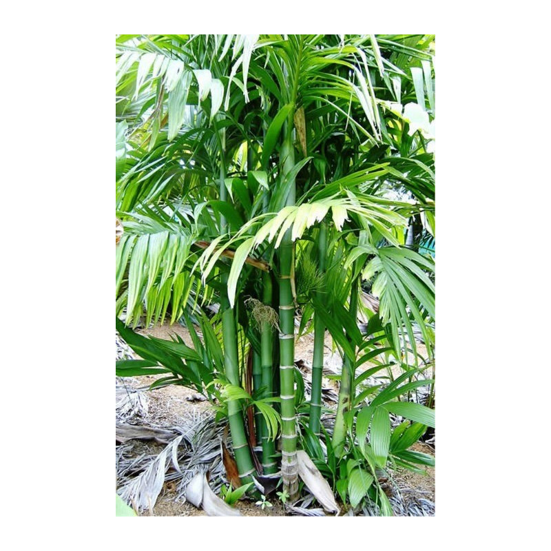 Palma areka (Areca trianda) nasiona