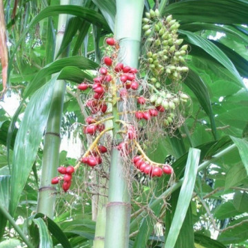 Palma areka (Areca trianda) nasiona