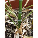 Bambus złocisty (Phyllostachys aurea) - zdjęcie poglądowe
