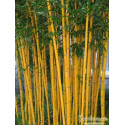  Bambus fylostachys złotobruzdowy (Phyllostachys aureosulcata 'Aureocaulis') zdjęcie poglądowe