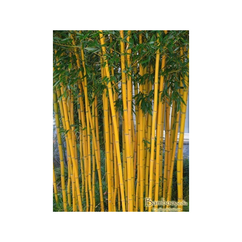 	Bambus fylostachys złotobruzdowy (Phyllostachys aureosulcata 'Aureocaulis') zdjęcie poglądowe