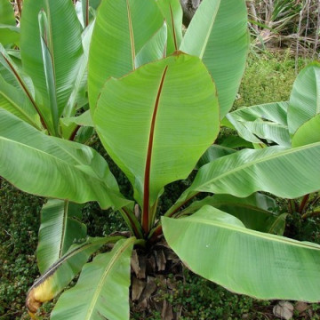 Bananowiec abisyński (Ensete ventricosum)  nasiona