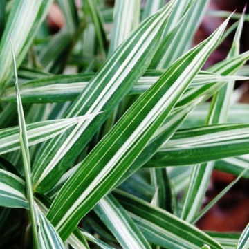 Bambus okrywowy paskowany - Plejoblastus pstry (Pleioblastus variegatus 'Fortunei') - zdjęcie poglądowe