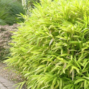 Plejoblastus zielonopaskowany (Pleioblastus viridistriatus 'Auricoma') - bambus okrywowy