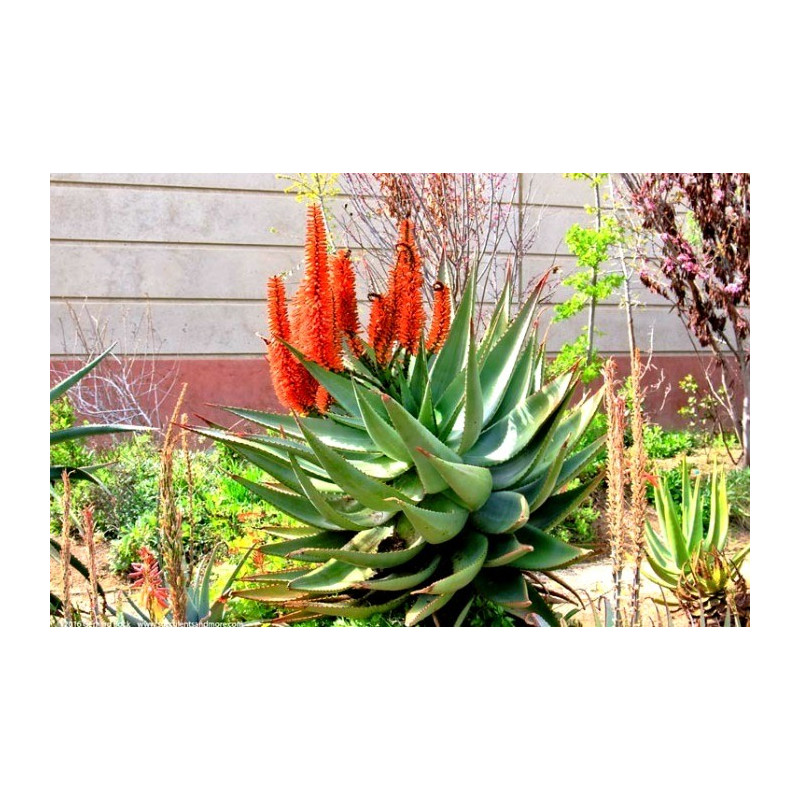 Aloes uzbrojony (Aloe ferox) nasiona
