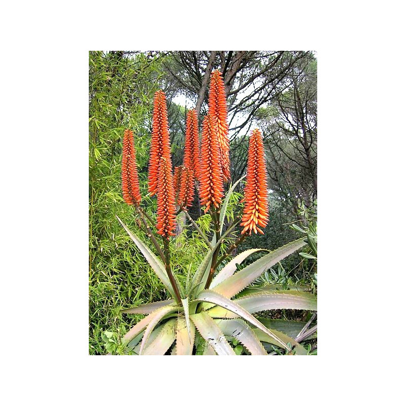 Aloes uzbrojony (Aloe ferox) nasiona