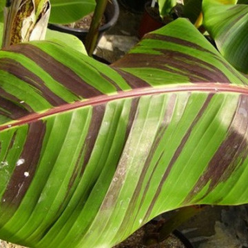 Banan Red Tiger (Musa sikkimensis "Red Tiger") nasiona