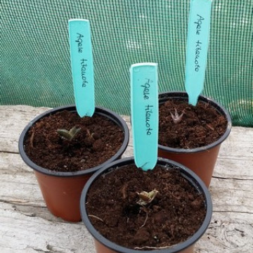 Agawa tytanowa niebieska (Agave titanota 'Blue') nasiona - wyjątkowe białe kolce