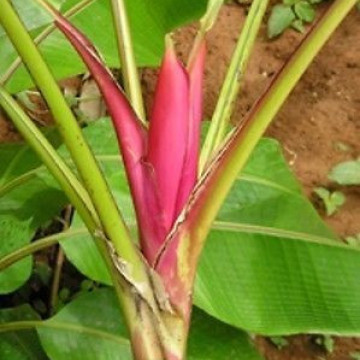 Banan rubinowy (Musa rubinea) nasiona
