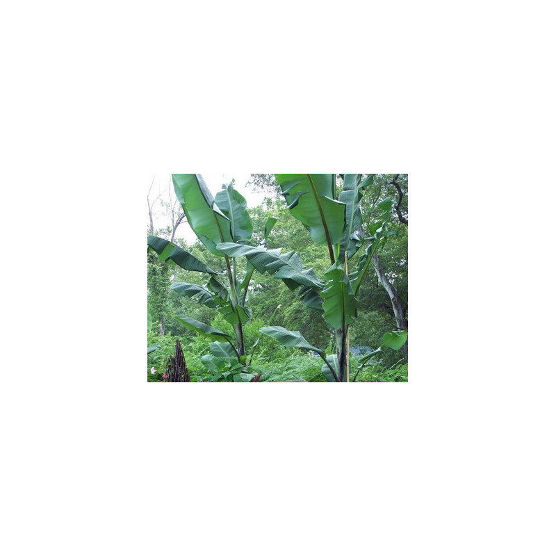 Banan Thai Black (Musa balbisiana 'Atia Black') nasiona