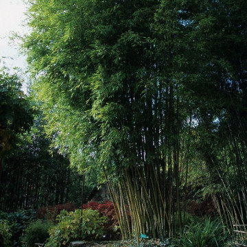 Czarny bambus 'Henonis' (Phyllostachys nigra 'Henonis') drzewiasty ogrodowy mrozoodporny