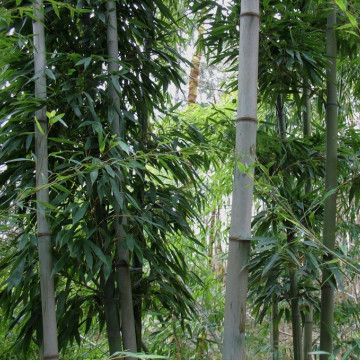 Czarny bambus 'Henonis' (Phyllostachys nigra 'Henonis') zdjęcie poglądowe