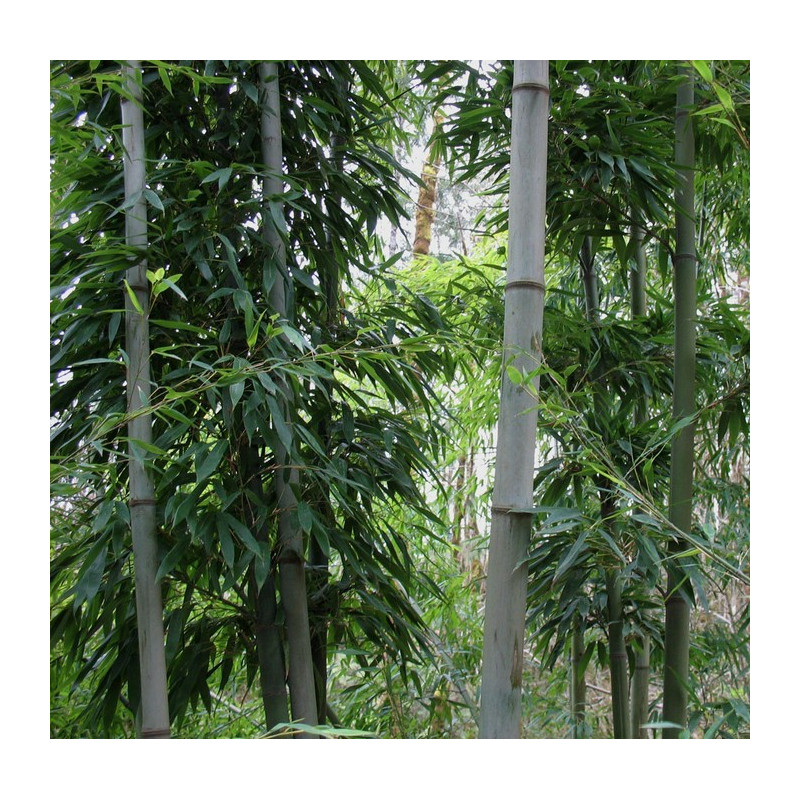 Czarny bambus 'Henonis' (Phyllostachys nigra 'Henonis') zdjęcie poglądowe