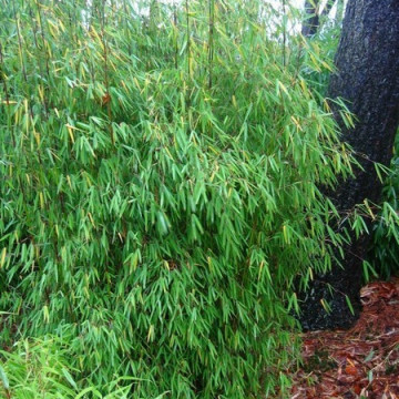 Czerwony bambus (Fargesia jiuzhaigou 1) - zdjęcie poglądowe