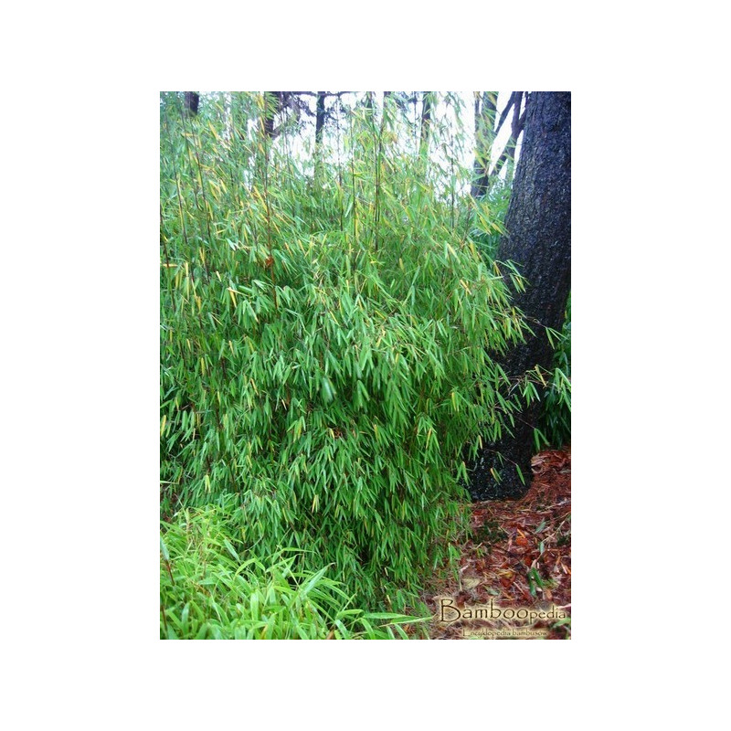Czerwony bambus (Fargesia jiuzhaigou 1) - zdjęcie poglądowe