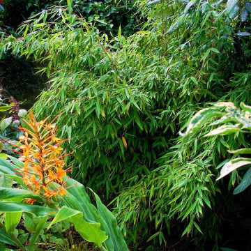 Bambus parasolowaty (Fargesia murielae) - zdjęcie poglądowe