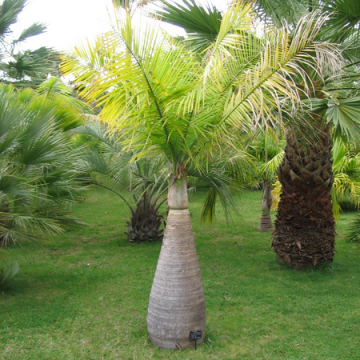 Hioforba butelkowa, palma butelkowa (Hyophorbe lagenicaulis) - nasiona palmy