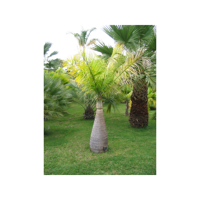 Hioforba butelkowa, palma butelkowa (Hyophorbe lagenicaulis) - nasiona palmy