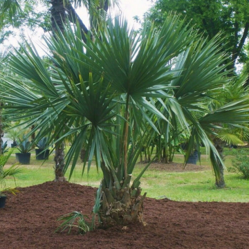 Palma sabalowa (Sabal minor 'Cherokee') -  nasiona palmy