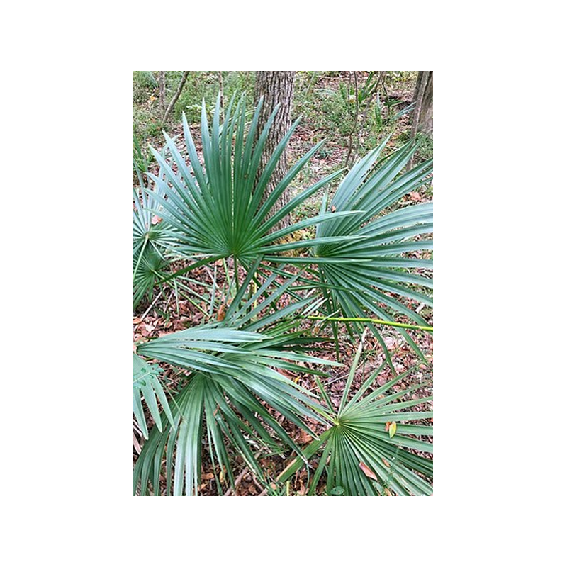 Palma sabalowa (Sabal minor 'Cherokee') -  nasiona palmy