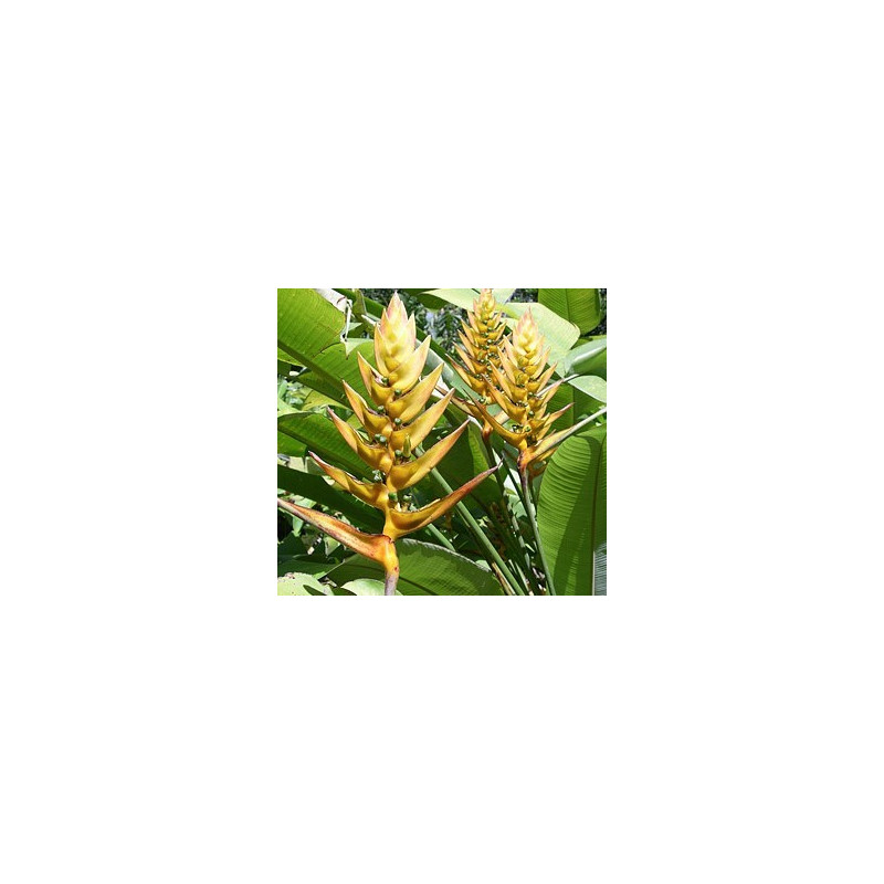 Helikonia (Heliconia librata) -  nasiona