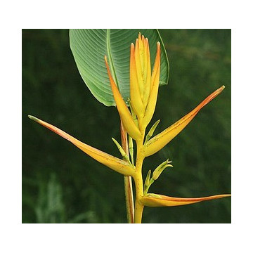 Helikonia (Heliconia latispatha)  nasiona