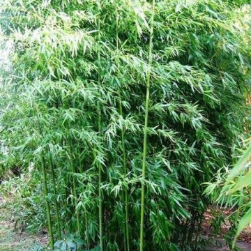 Brązowy bambus - Fylostachys niski (Phyllostachys humilis) - zdjęcie poglądowe