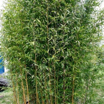 Brązowy bambus - Fylostachys niski (Phyllostachys humilis) - zdjęcie poglądoweka 2,5 l