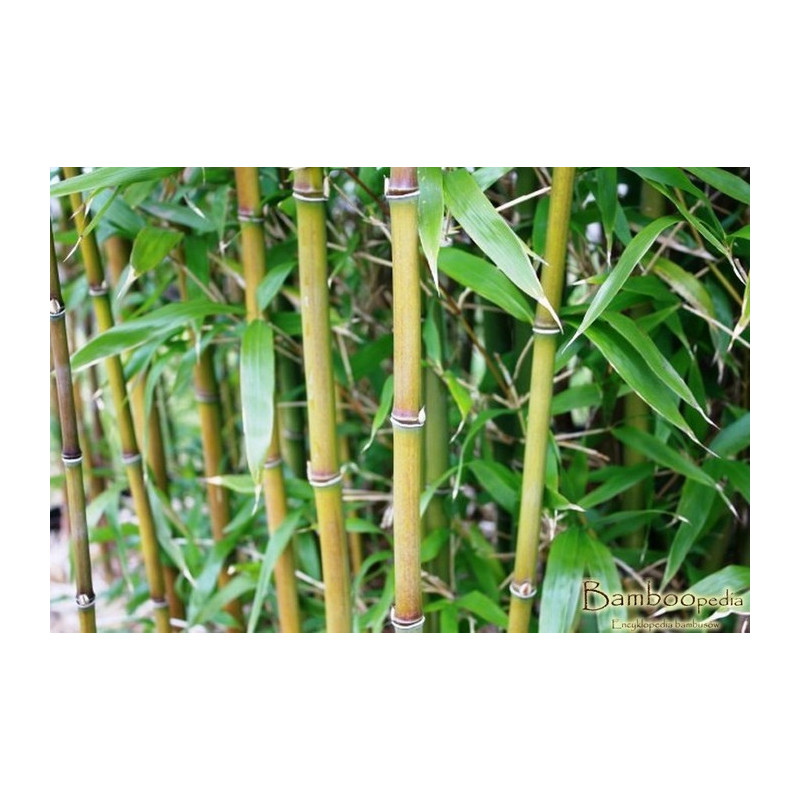 Brązowy bambus - Fylostachys niski (Phyllostachys humilis) - zdjęcie poglądowe