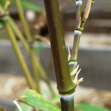 Bambus kadzidłowy (Phyllostachys atrovaginata) - zdjęcie poglądowe