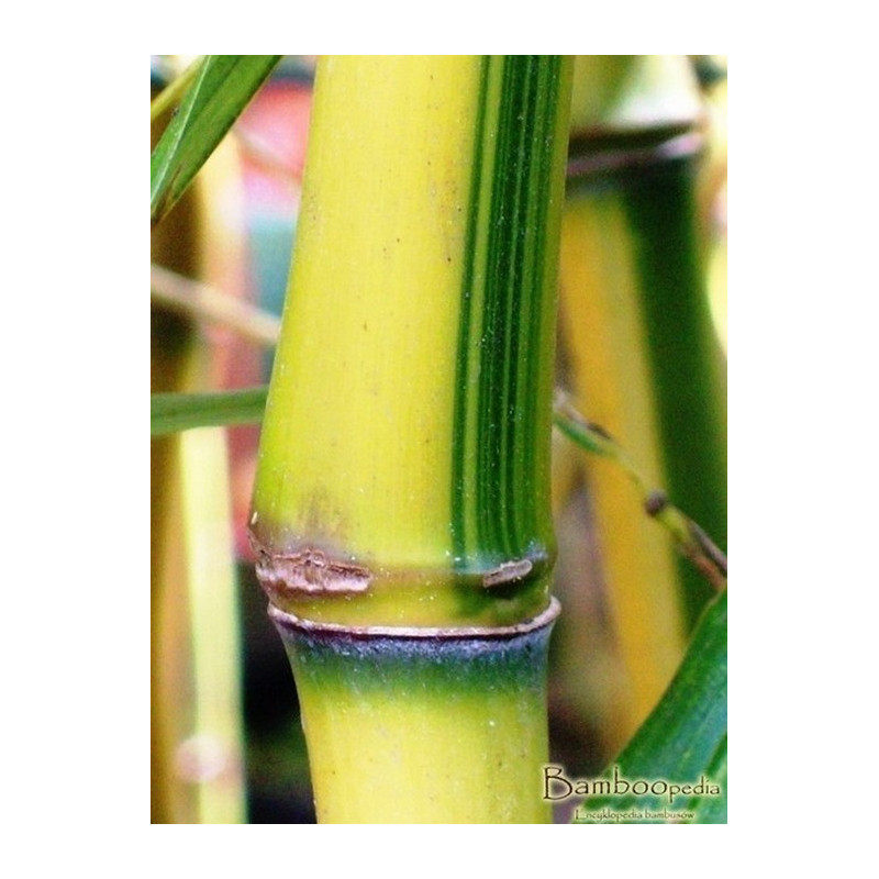 Zestaw 9 bambusów: filostachys złotobruzdowy 'Spectabilis' (Phyllostachys aureosulcata) 3 l