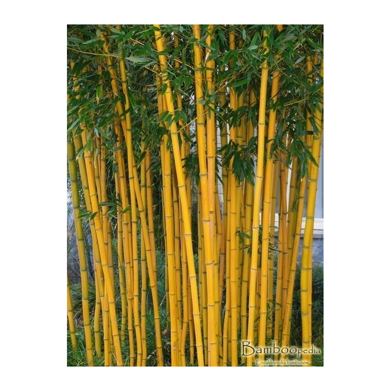 Zestaw 9 bambusów: filostachys złotobruzdowy 'Aureocaulis' (Phyllostachys aureosulcata) 3 l