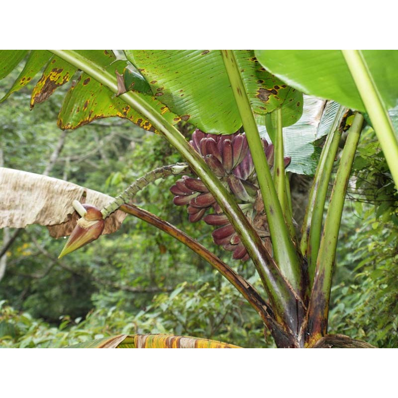 Banan himalajski (Musa itinerans var. formosana)  nasiona